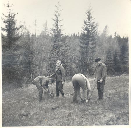 1960 ca. Skogsplantering med Stig Eriksson och Siri samt Aina Näv med Hasse Eriksson. 