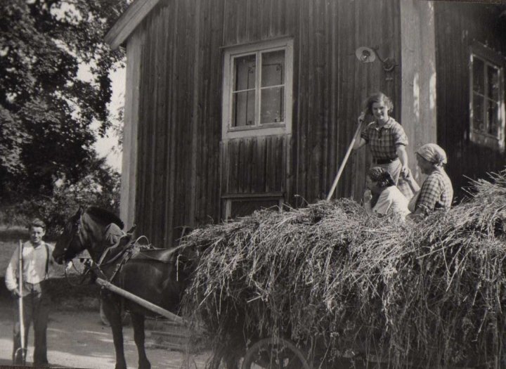 Höet körs in 1936. Sittandes i hölasset, i ljus blus, Anna Eklöv