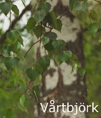 Vårtbjörkens löv. Foto: Lennart Eriksson